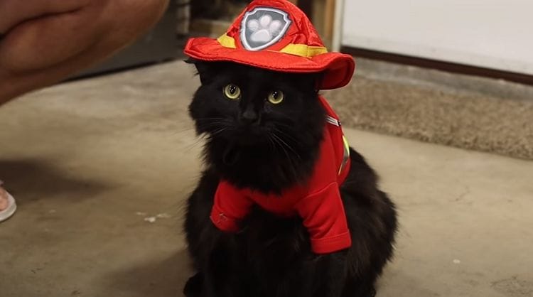 Watch as fireman cat rescues cat stuck in a tree