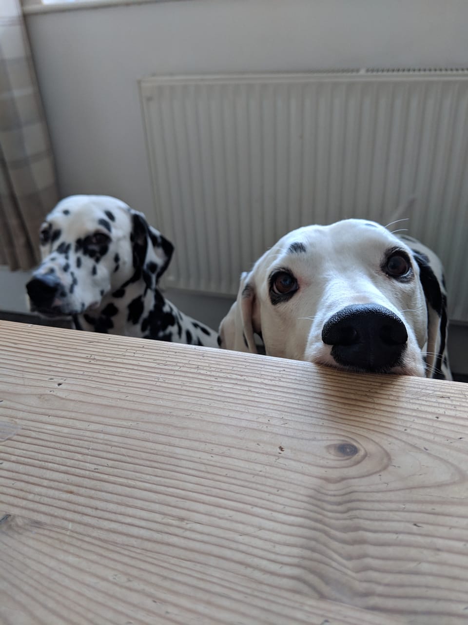 Pet Sitting these beautiful girly Dalmatians