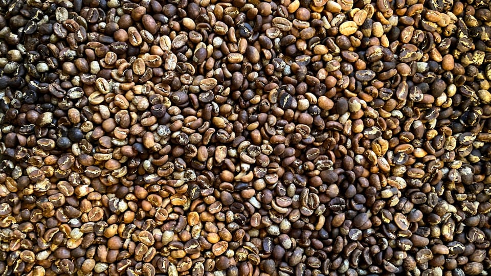 Roasting unroasted coffee beans