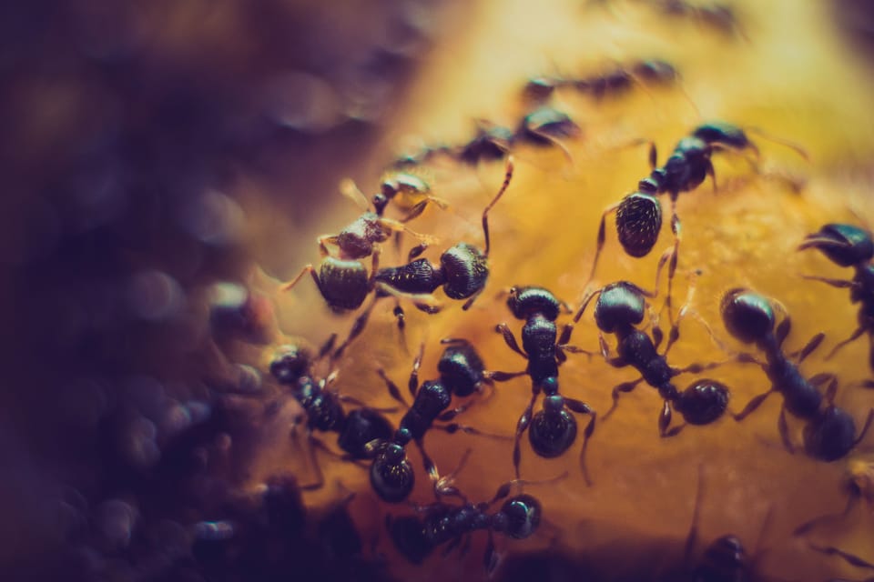 A war on ants