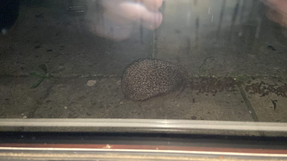 Hedgehog watching